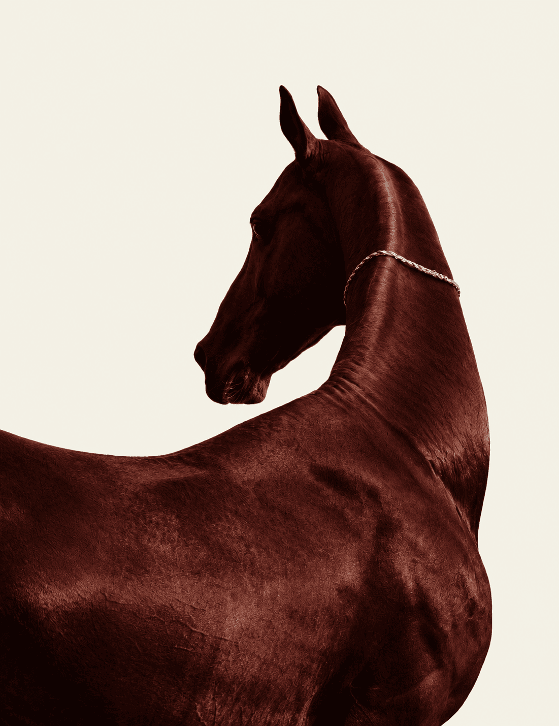 A chestnut Arabian horse, representing RaxaFaari